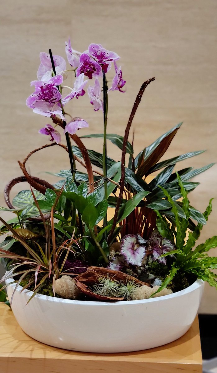 Add a pop of color to brighten up the inside, no matter how cold it is outside!  
#colorbowl #addsomecolor #orchids #indoorplants #officeplants #houseplants #airplants #growinggreenstl #buylocal