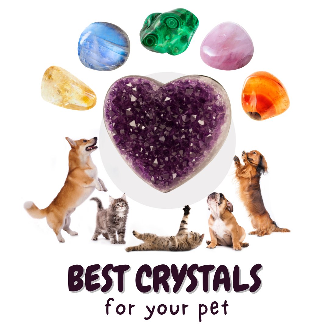 pendulum_planet's tweet image. Best Crystals for Your Pet ✨💎💫🐈‍⬛🐕🦙🐄🐑🐎🐖🐓🦜🦔
Check it out on the blog. 
pendulumplanet.com/blogs/planetar…