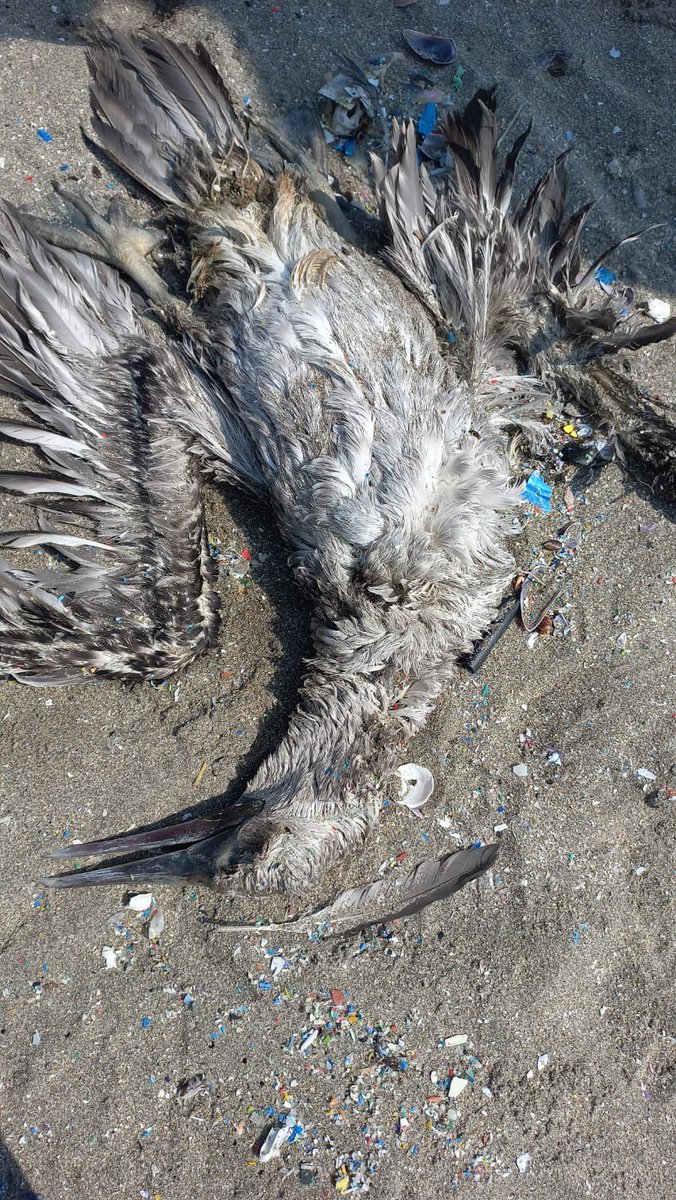 Oceana_Peru's tweet photo. Hacemos un llamado a los habitantes de #Ventanilla, Santa Rosa, Ancón, Aucallama y Chancay a mantenerse vigilantes patrullando y supervisando el litoral en sus distritos para reportar aves y mamíferos afectados que necesiten rescate y atención. @MinamPeru @SERNANP @Repsol https://t.co/Ydw5pz2ZgK
