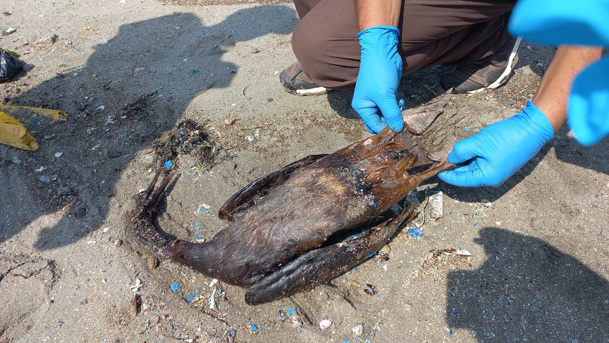 Oceana_Peru's tweet photo. Hacemos un llamado a los habitantes de #Ventanilla, Santa Rosa, Ancón, Aucallama y Chancay a mantenerse vigilantes patrullando y supervisando el litoral en sus distritos para reportar aves y mamíferos afectados que necesiten rescate y atención. @MinamPeru @SERNANP @Repsol https://t.co/Ydw5pz2ZgK