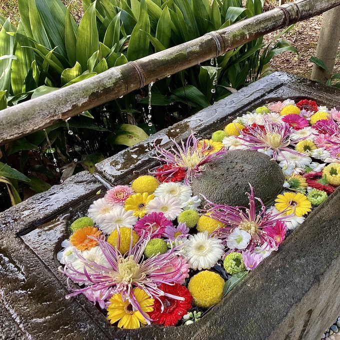 こういうの見てみたいと思ってたら家の目の前の神社にあった 