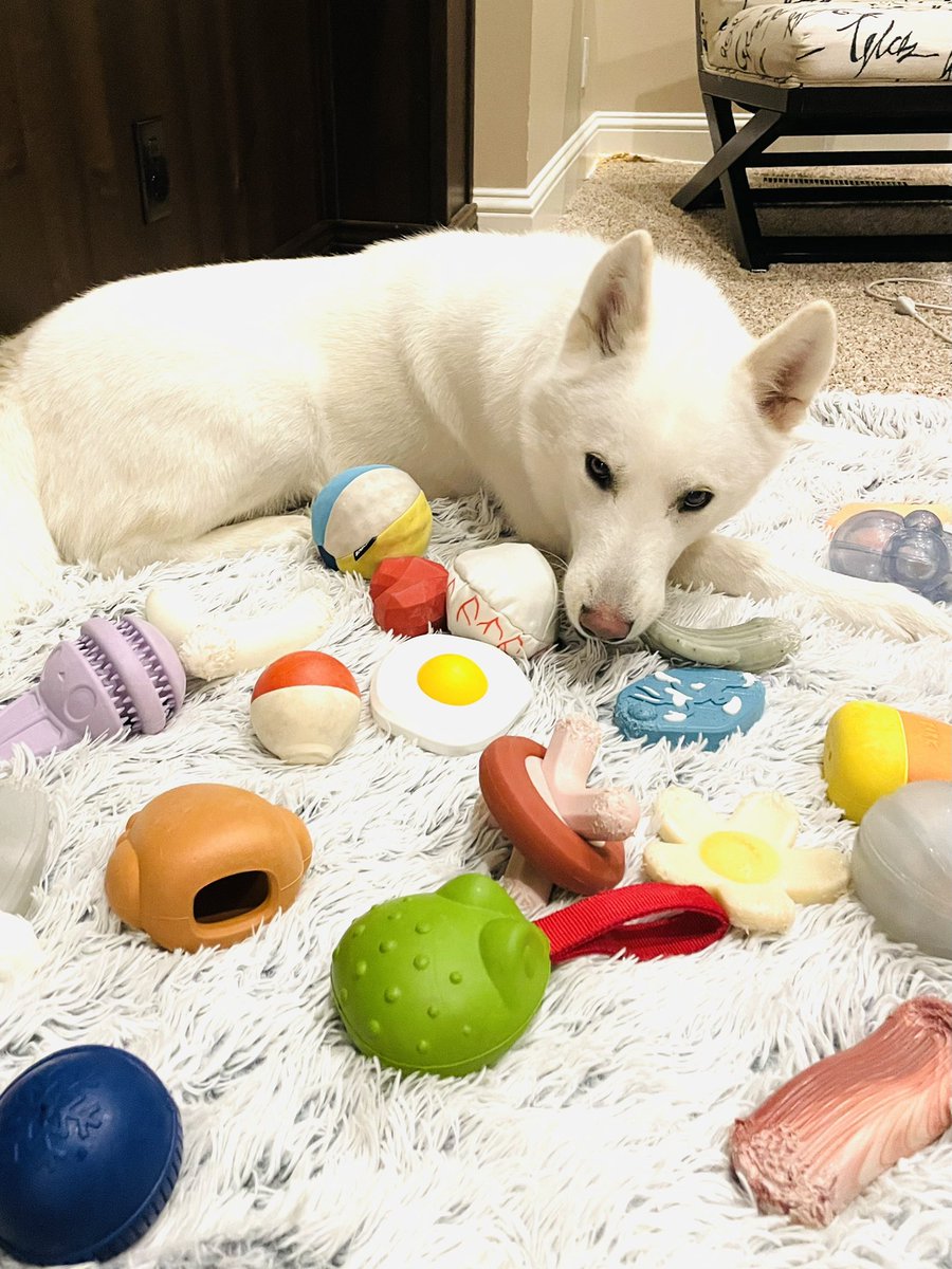 Zeus the energetic Siberian Husky and friendly rescue dog, can’t just choose a favorite #superchewer toy, so he chooses all of them! He seriously can’t get enough of his monthly #barkbox and #superchewer toys, especially those that can hide treats. #superchewer #meetthemodel