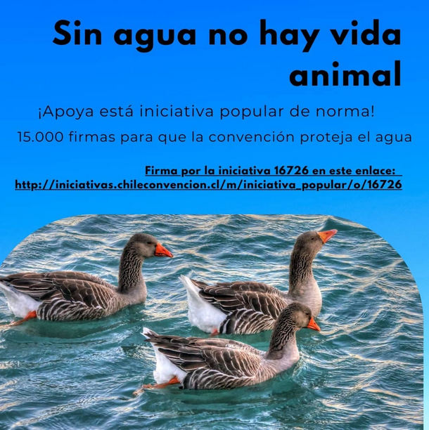 nekorulz's tweet photo. @FelipeParadaM @AnaMariaGazmuri @camila_musante @LegadoBachelet @MaxiStone93 @renenaranjo @ValdebenitoNata @Mayafernandeza @gonzalowinter @vic_chanfreau @valenzuelalevi ¡Hola! Aquí pueden encontrar una propuesta para firmar si les quedaran cupos. Por favor quien pueda, apoye :) 
"AGUA: Elemento básico para la vida humana, animal, vegetal y de los ecosistemas" de la Convención Constituyente

https://t.co/YxmSWi5wxe https://t.co/A83Ue9yOzV