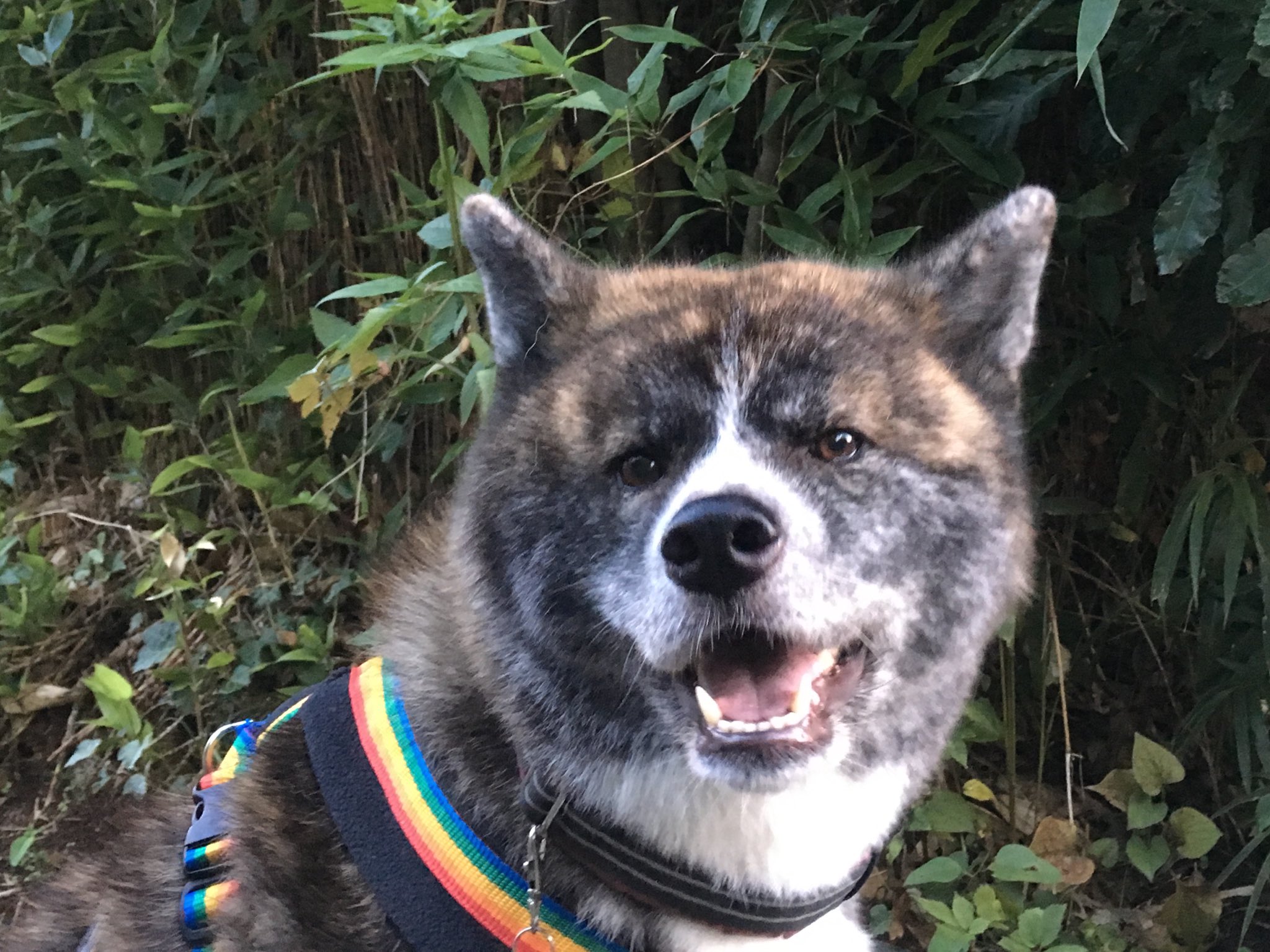 ナナセ みけいぬ 今朝散歩中に私の前にひょっと出てきた犬をうっかり蹴ってしまったんだけど その時の犬の顔ったら 犬ってほんと無言でよく喋るよね 飼い主への信頼が崩れた顔 T Co Cy3cdc2qvf Twitter