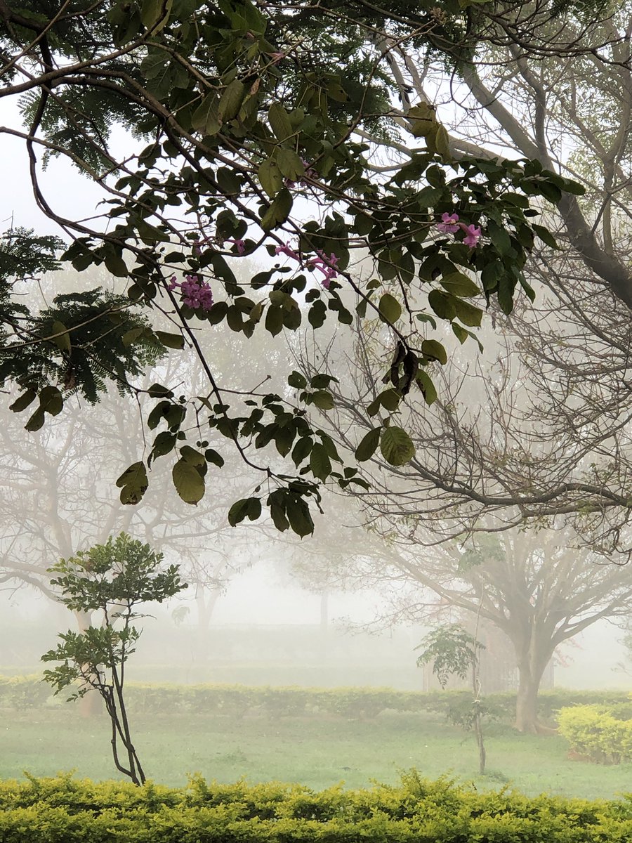 vrundavs's tweet photo. Cold…foggy morning:)
#Wednesdayvibe #vrupix #januarymorning #foggy #kuppam #shotoniphone https://t.co/2eehnl6Mi3