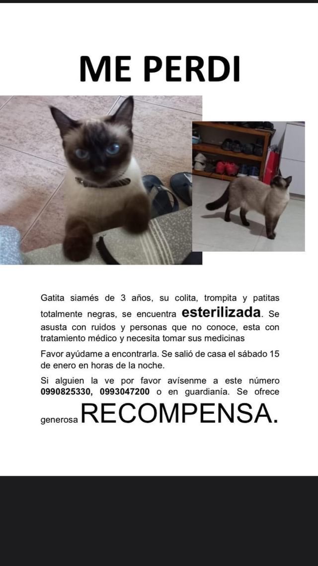 AlertaMePerdi's tweet photo. #PERDIDA #GUAYAQUIL
Nombre: #TOMASINA
Fecha: 15/01/22
Sector: Norte, Huancavilca Norte Mz E
Sexo: Hembra.
Raza: Siamés.
Obsv.: Sus patitas, cola y carita negritas, además esta esterilizada.
Contacto: 0993047200
¡Ayúdala a volver con su familia!
#AlertaMePerdí https://t.co/yQmnMHSHZO