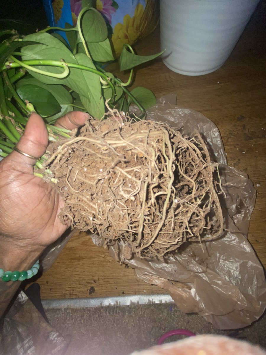 loc_plant_girl's tweet photo. My very first plant I bought. She’s my OG she needed another pot to thrive in 🥰 https://t.co/xifzPuQNhp