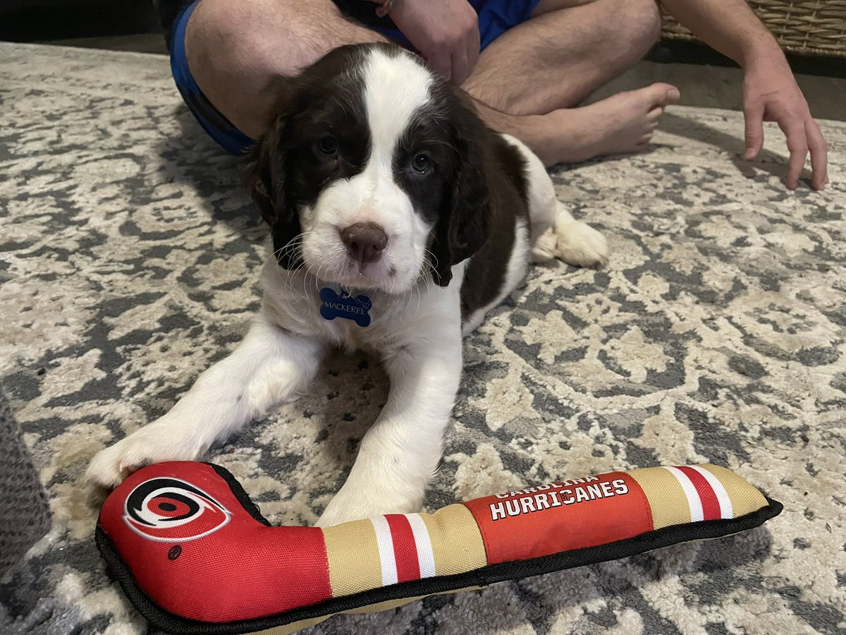 Mackerel is only 2 months old and already a huge Caniac! 
All he needs now is a Canes jersey or bandana <a href="/Canes/">Carolina Hurricanes</a>