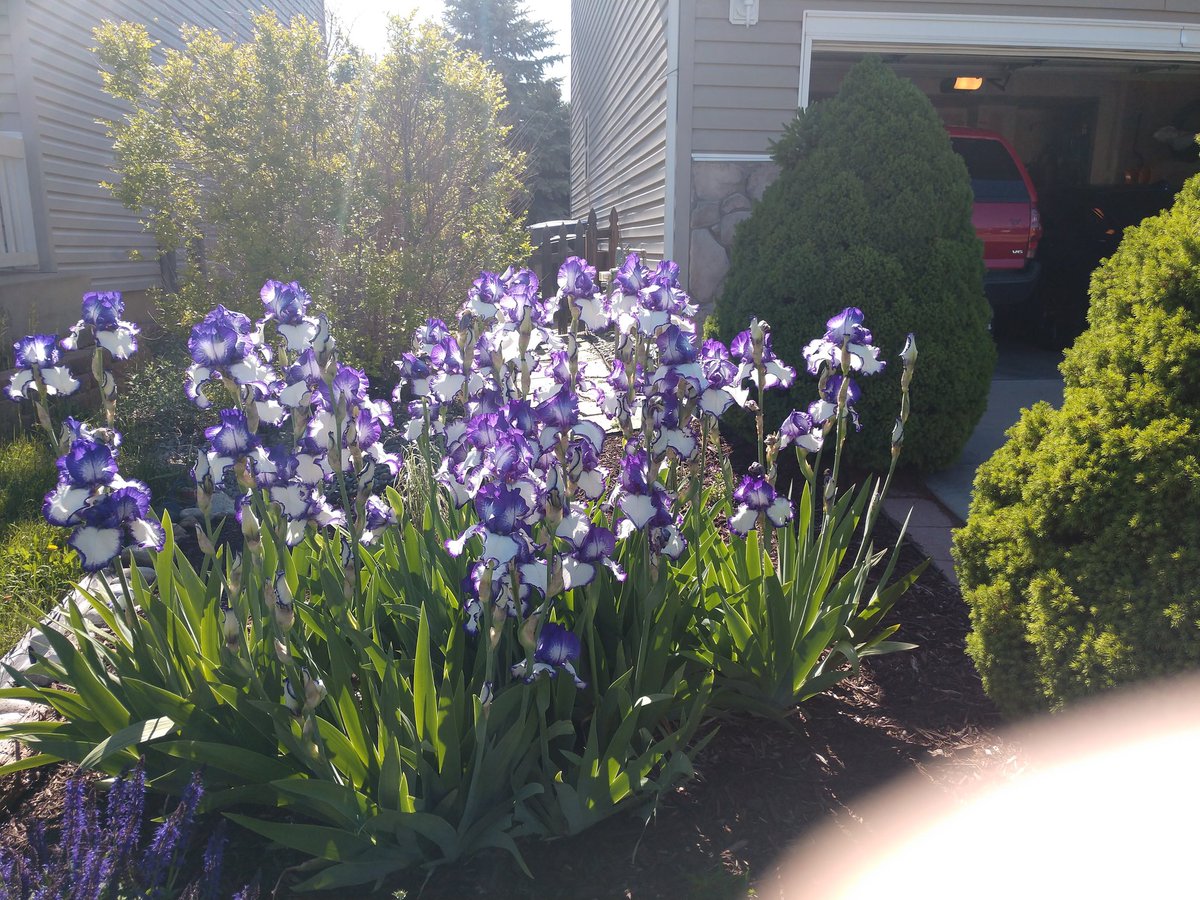 MelissaPko's tweet photo. @hitRECordJoe My irises last spring. https://t.co/4ipgVFtFDL