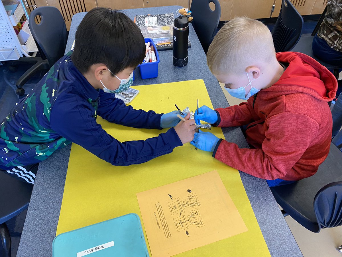 3rd grade <a href="/NEISD/">North East ISD</a> scholars had a blast investigating owl pellets today from <a href="/ESCRegion20/">ESC Region 20</a> in conjunction with Mrs. Frisby and the Rats of NIMH 🐀