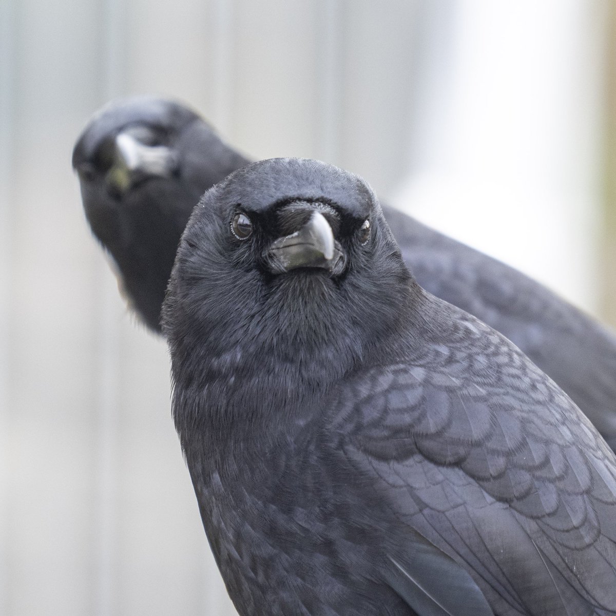 The photobomber. #crowtherapy #crowwatching