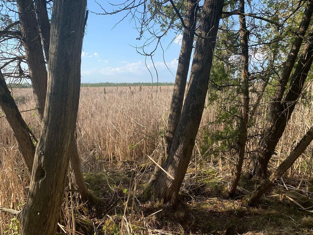 The Marsh from Canada for #themarshkingsdaughter 
Starring: Ben Mendelsohn, Daisy Ridley, and Brooklynn Prince

*Exclusive Screening for the movie happens today January 18, 2022

Source: Director <a href="/NeilBurger/">Neil Burger</a> on Instagram.