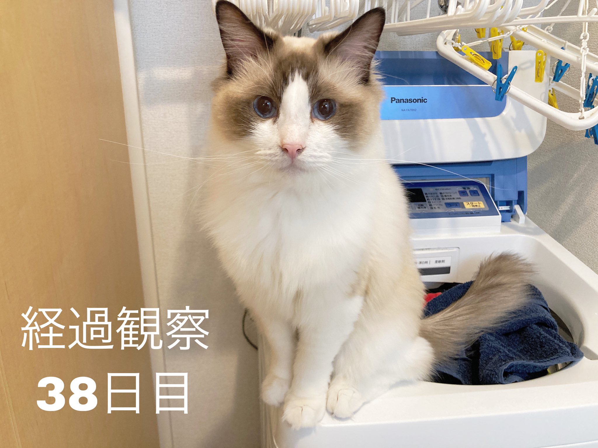 ブルーポイントバイカラー Twitter Search Twitter