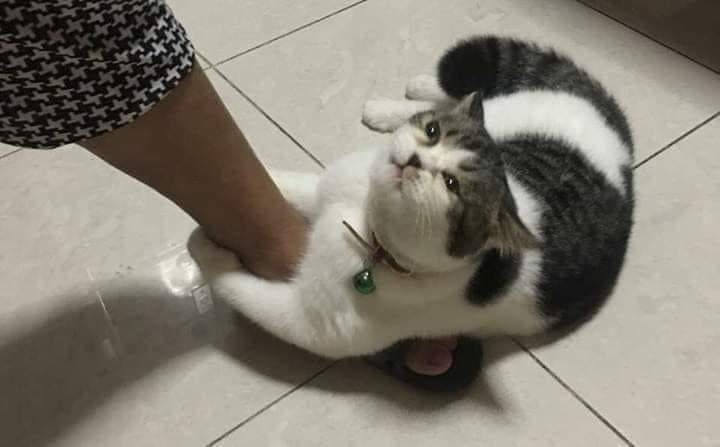 JobStreetcom's tweet photo. 🐱: "Pliss jangan resign, makanan aku mahal" https://t.co/UpKAWMwTgm
