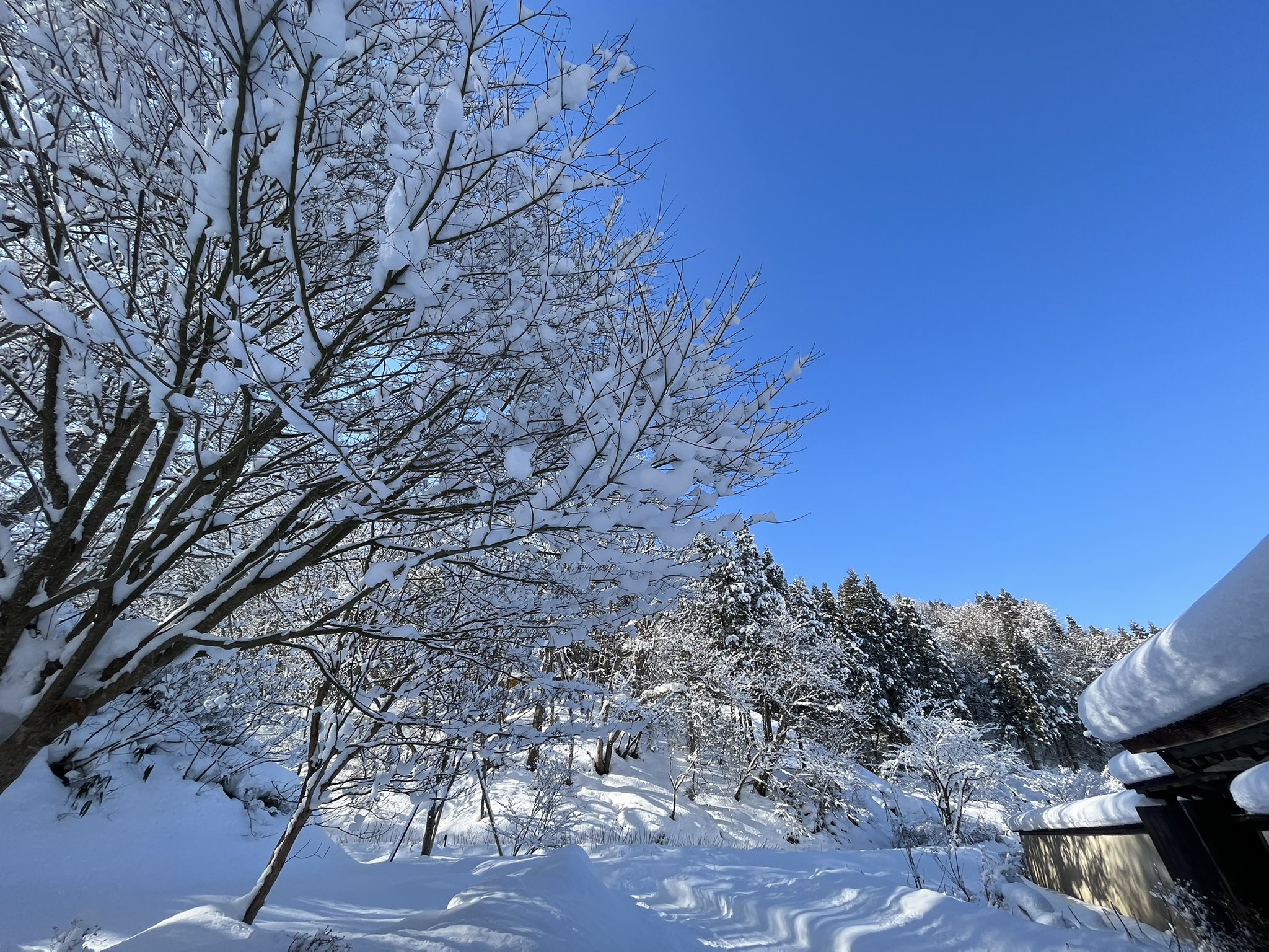雪の華 Twitter Search Twitter