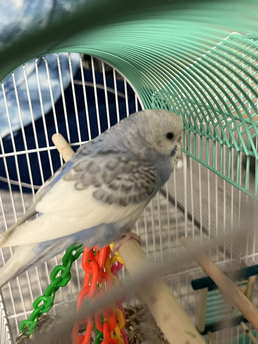 YungISE21's tweet photo. Acquired a couple dorm parakeet’s https://t.co/OB71U2xzxC