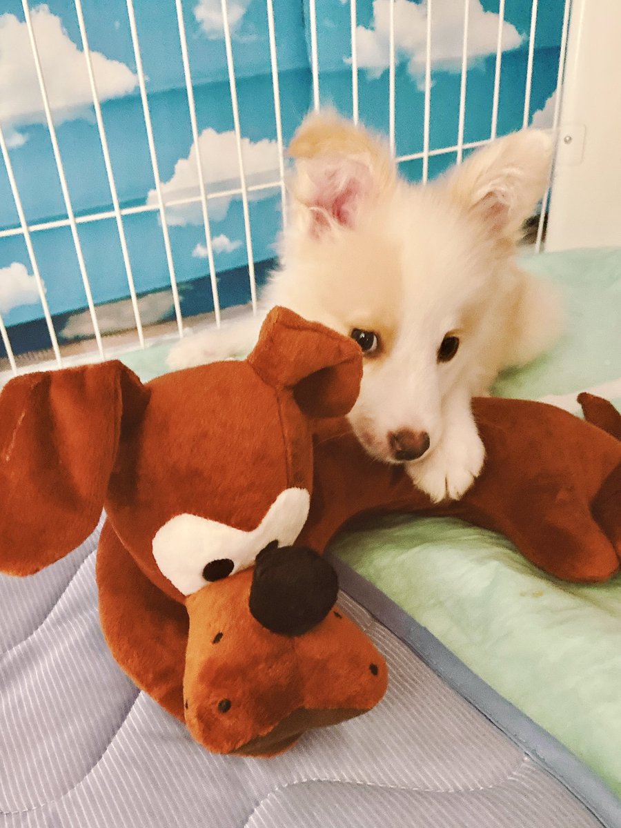 ruby_20210408's tweet photo. はじめまして
ボーダーコリー♀レッド&amp;ホワイト2021.4.8生まれ🌟
子犬の瑠緋（るびぃ）です🐶
よろしくお願いします🤲
Instagram↓
https://t.co/r8WQUTKXoz https://t.co/hu9QAkiGM5