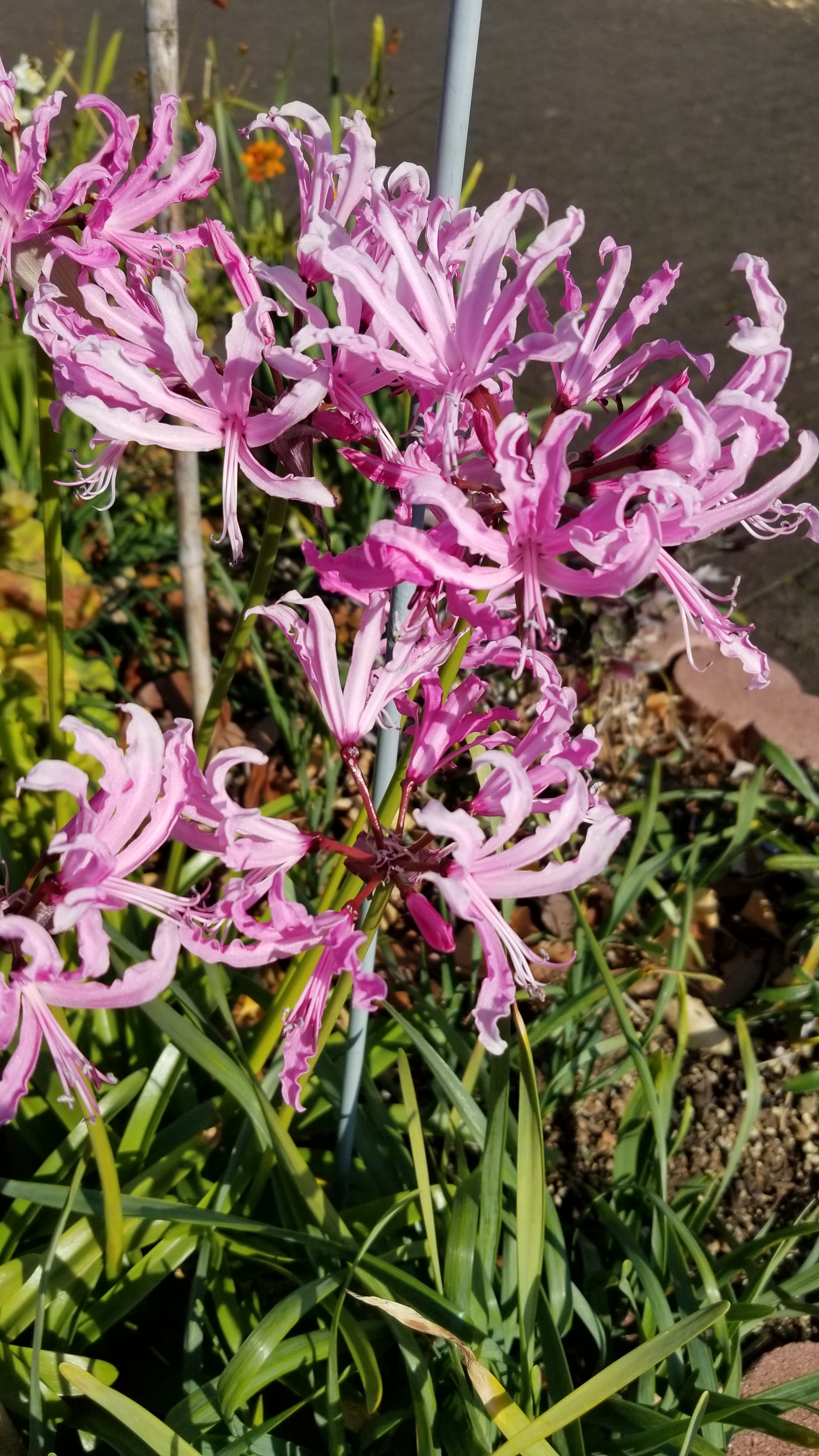 こうそ しずま 近所の冬の草花です ネリネです ピンクの花です ヒガンバナに似てる 一つづつの花が広がって丸く見える ピンク色 赤色などあり ダイヤモンドリリーとも呼ばれる プランター 花壇で見かける 秋に咲く花だが 気候により 冬まで
