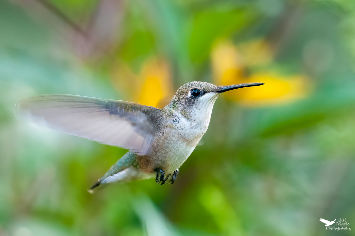 BFriggs's tweet photo. Ruby-throated Hummingbird.
#rubythroatedhummingbird
@wildlifeofday

@todaysbird

@birdsbountiful

#wildlifephotography #naturephotography
#birdphotography
#birdphotographycommunity https://t.co/c5HtJfuNnt