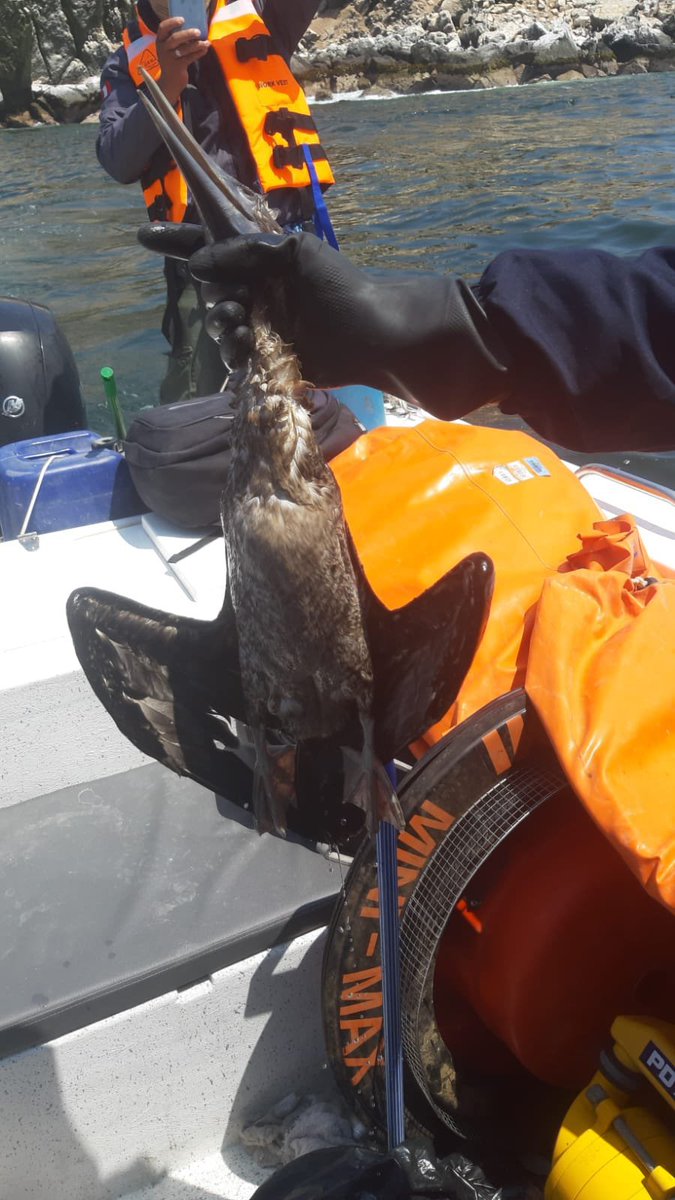 MarcoEyzaguirre's tweet photo. El derrame afecta 18mil m² de mar.

@Repsol trabaja duro, pero para que prensa no hable o no los mencione, mienten (no son 7 sino 6000 barriles), sacan comunicados sin logo y ponen a 15 personas con recogedores caseros.

Mal la empresa, medios y autoridades.
Muy triste todo. 😐 https://t.co/WjXxV1o6TF