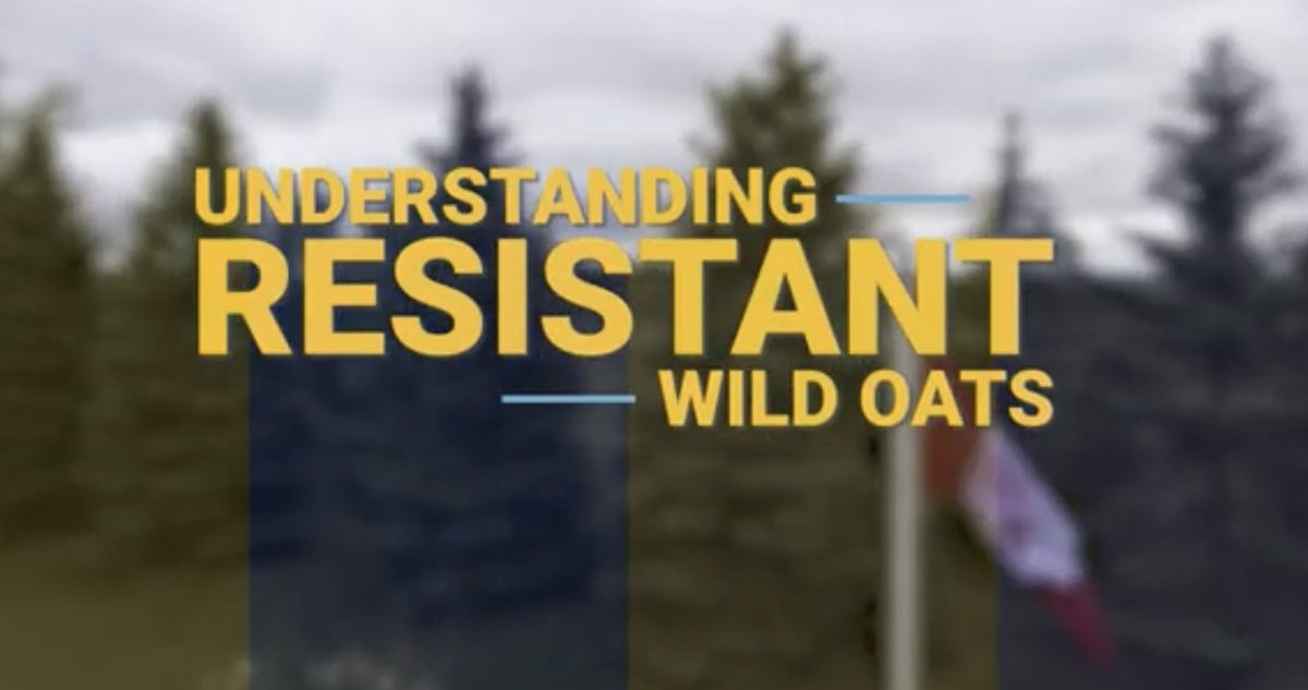 <a href="/RWildOat/">Resistant Wild Oat Action Committee</a> is proud to launch this first video focussing on efforts to understand HR wild oats. Huge thanks for support from @AlbertaWheat <a href="/SaskWheat/">Sask Wheat</a> <a href="/RDARAlberta/">RDAR (Results Driven Agriculture Research)</a> <a href="/mb_cropalliance/">Manitoba Crop Alliance</a> <a href="/SaskBarley/">SaskBarley</a> and the wisdom of <a href="/HJKizz/">Hannah Konschuh</a> <a href="/jjlade/">Josh Lade</a> &amp; <a href="/gmax62/">Kendall Heise</a>. View the video here: bit.ly/33ohIbq