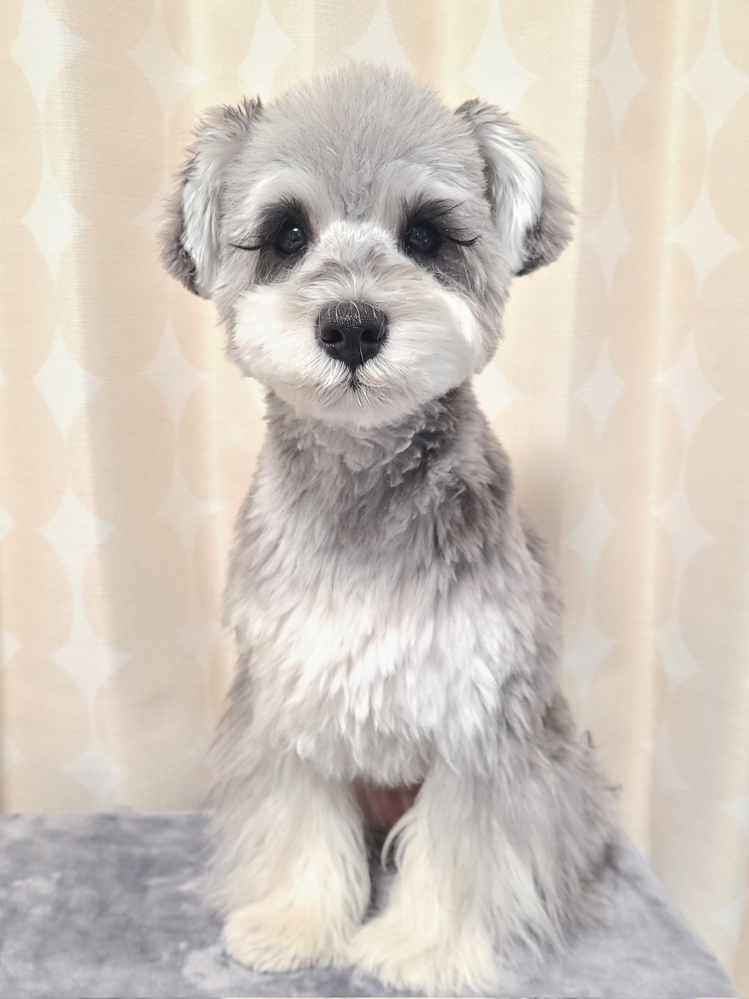 らんちゃん トリミングday 台にのせられて少し緊張顔 ミニチュアシュナウザー ベアカット シュナウザーカット T Co Pzem5otw0w Twitter