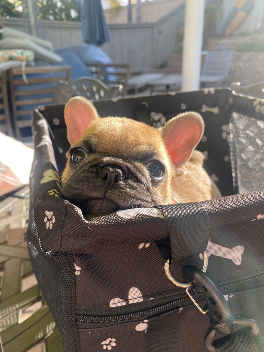 jazringgold's tweet photo. it’s official

dizzy is the cutest good boy of them all

🥺🐶 https://t.co/cIU1o3MfOQ