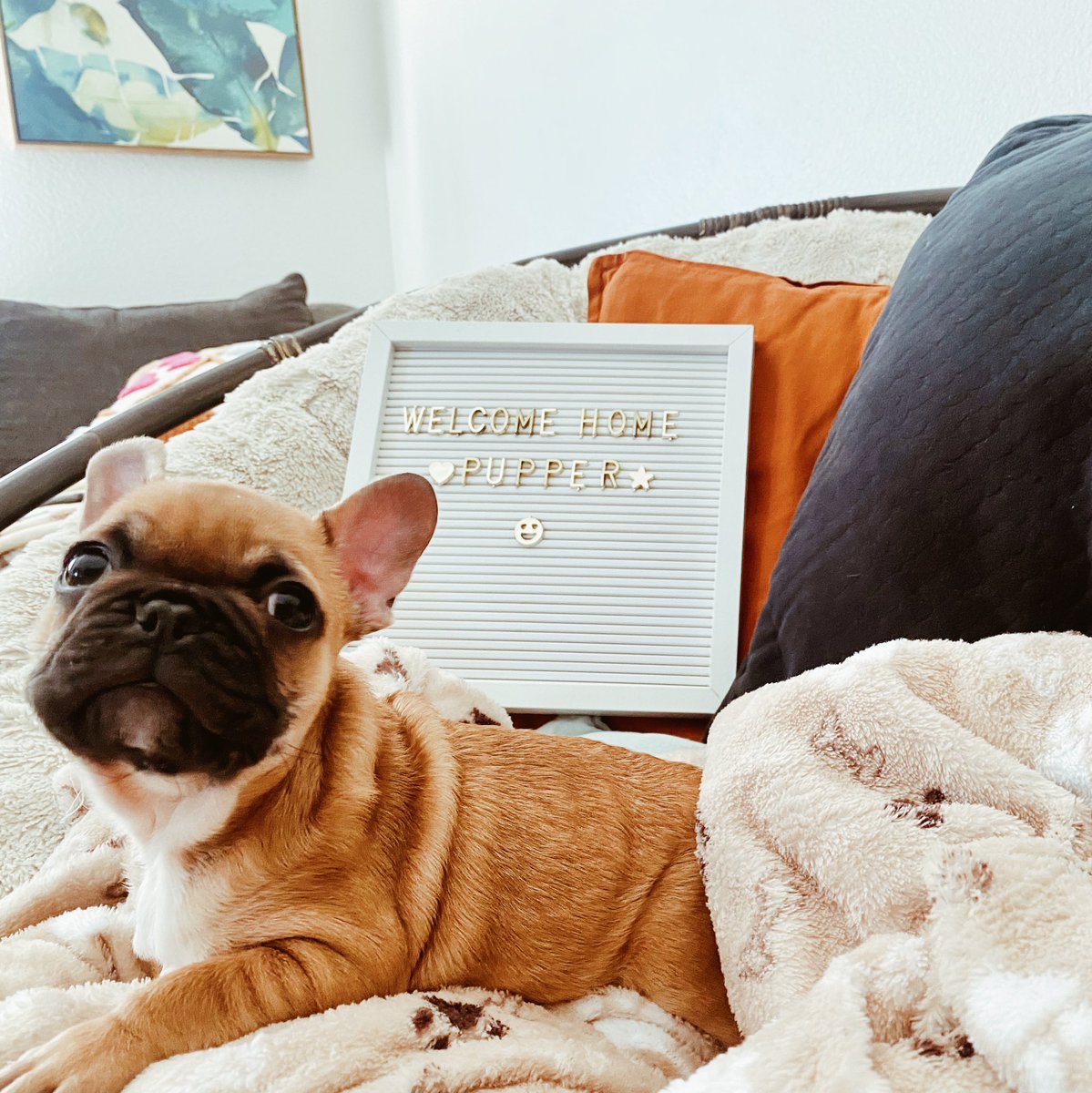 jazringgold's tweet photo. it’s official

dizzy is the cutest good boy of them all

🥺🐶 https://t.co/cIU1o3MfOQ