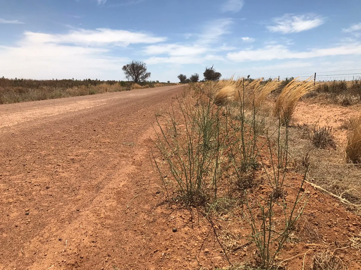 Now is the optimum time for Grainbelt landholders to survey their properties for the declared pest, skeleton weed. Paddock monitoring supports our targeted surveillance program with Local Action Groups. https://t.co/1MCrLd3HZG @GrainIndustryWA @GRDCWest https://t.co/4BT1YJJqsh