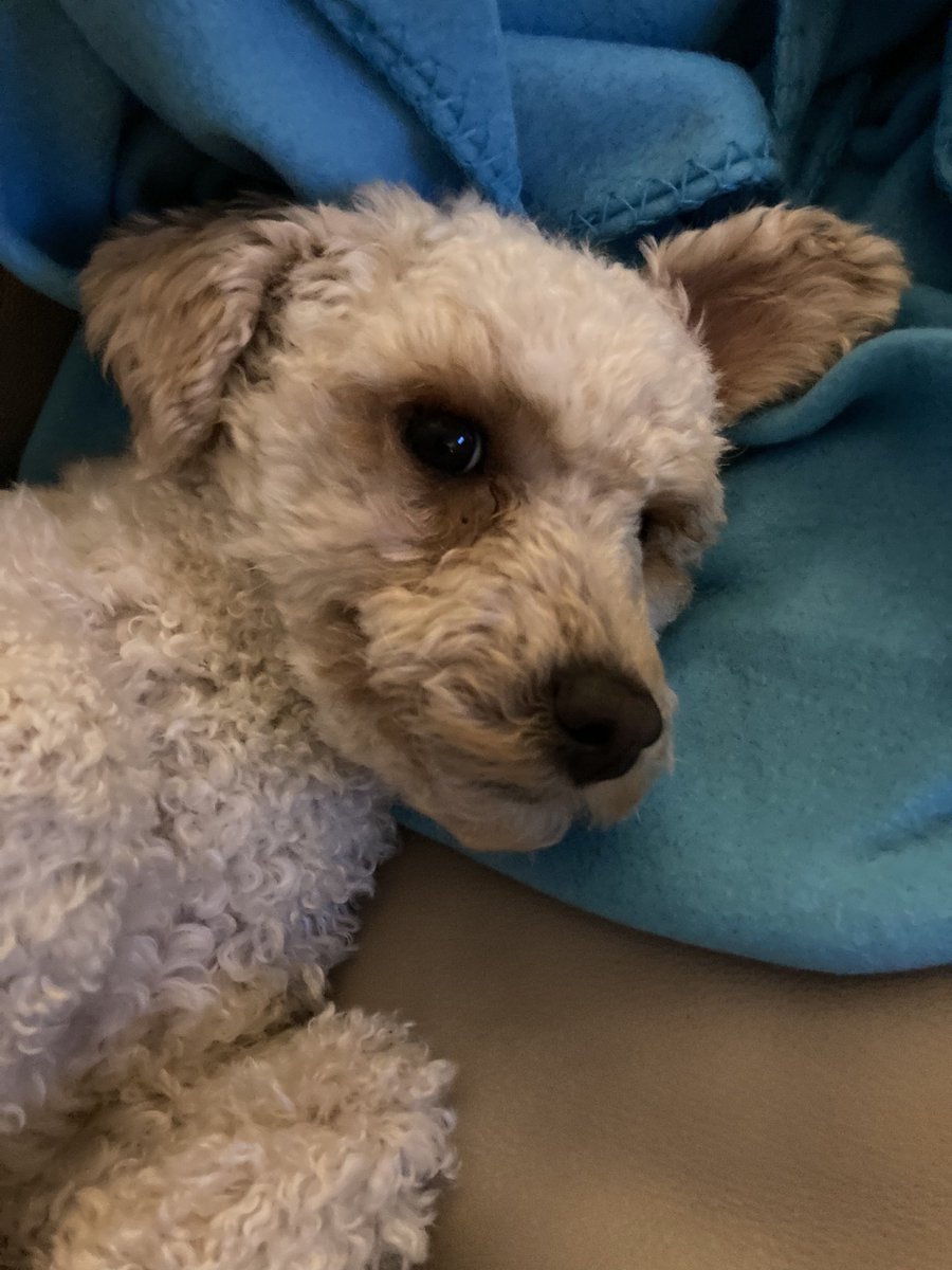 Enzobeanie 🇨🇦 tweet media