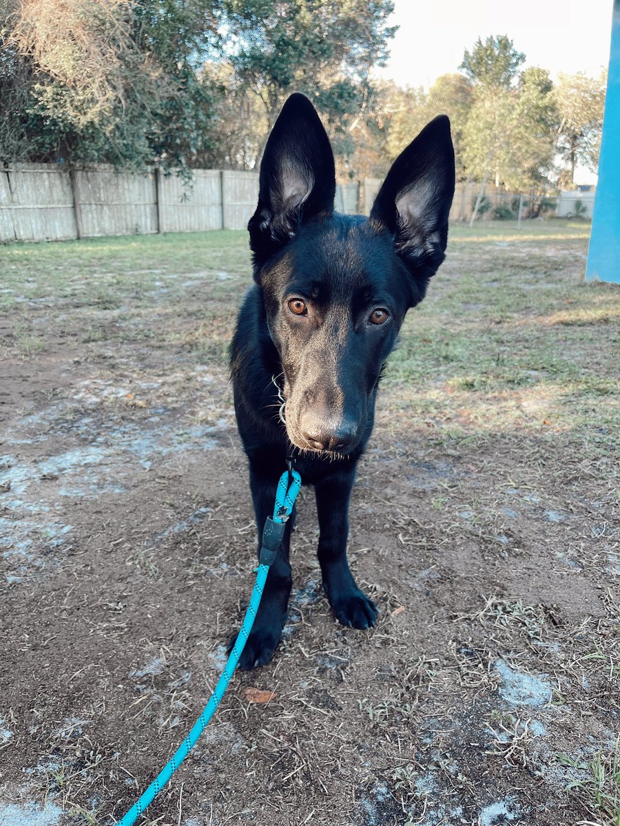 cdomenech_19's tweet photo. My Bentley boy 💙🐾 https://t.co/Ncbd6sGN7y