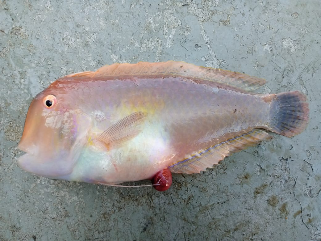 FisherySurveyOI's tweet photo. #FSI, Cochin: MFV #MatsyaVarshini, conducting #bottomtrawl #survey in the Wadge Bank area, caught a single specimen of a rare teleost fish, provisionally identified as yellowpatch razorfish Iniistius melanopus (Bleeker, 1857).. (2) https://t.co/CCFLL6eErK