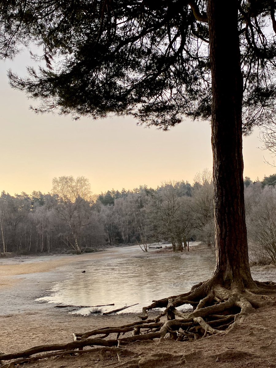 IanAnd58's tweet photo. Morning walk #SandPits , #HorsellCommon , #Woking , #WeLoveWoking , #Surrey photo by Lis https://t.co/n108mUAAwC