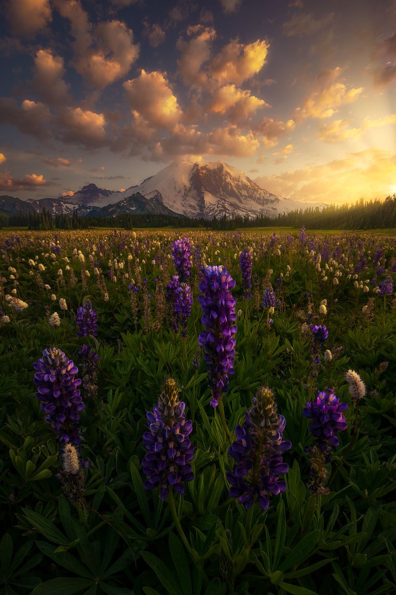 ryandyar's tweet photo. The tallest peak in Washington State, Mt. Rainier, on a summer evening. https://t.co/pYRMeHMSLF