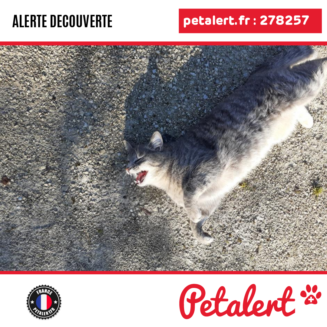 Trouvé #Chat #Charente #RuelleSurTouvre #Petalert  #PetAlert16 / p3t.co/rCkus