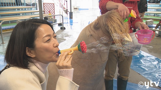 tohkuytv's tweet photo. 1月23日(日)放送📺

羽田美智子が冬の伊勢志摩を旅する✨

鳥羽水族館でしか見られない
珍しい生き物に遭遇🧜‍♀️

旬の伊勢エビを使ったぜいたくな漁師メシに
きんこ芋🍠を使ったスイーツとは？

お楽しみに～(^^)/

日本テレビあさ6時30分～
読売テレビあさ7時00分～放送

#遠くへ行���たい #羽田美智子 https://t.co/Y9OhOOjSU8