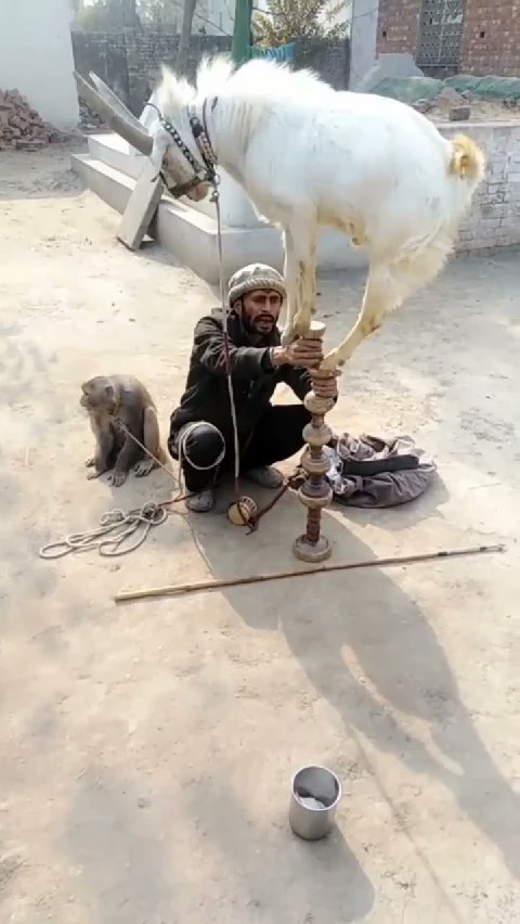 SealSilver's tweet photo. Hey, here's a video you'd loveππ»ππ», I've found it for you, come have a look!ππ#Likee #HelloLik #LIKEEap https://t.co/vPhc0wNheZ https://t.co/kH7ytOq6i9