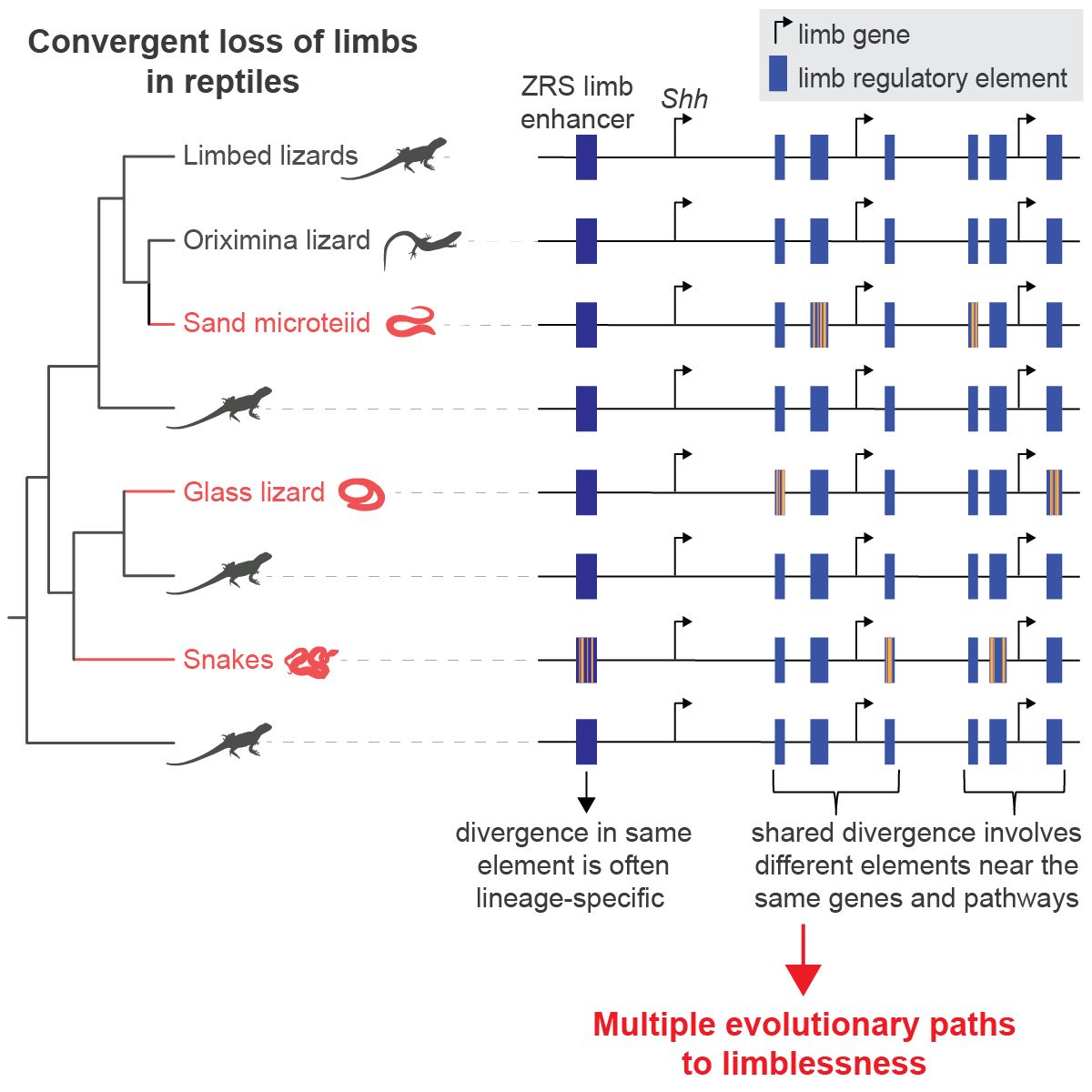 Michael Hiller (@hillermich) on Twitter photo Very happy to see our work on convergent limb losses in reptiles and multiple evolutionary paths to limblessness published cell.com/cell-reports/f… Huge thanks to @juroscito <a href="/mpicbg/">MPI-CBG Dresden</a> <a href="/LOEWE_TBG/">LOEWE Centre Translational Biodiversity Genomics</a>. More in thread below: Very happy to see our work on convergent limb losses in reptiles and multiple evolutionary paths to limblessness published cell.com/cell-reports/f… Huge thanks to @juroscito <a href="/mpicbg/">MPI-CBG Dresden</a> <a href="/LOEWE_TBG/">LOEWE Centre Translational Biodiversity Genomics</a>. More in thread below: