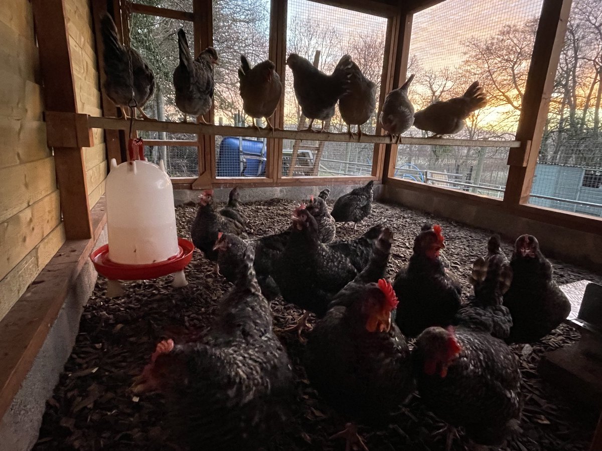 poultrykeeper.com tweet media