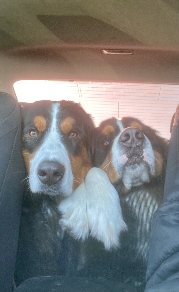 BorderneseBax's tweet photo. @Spa_Dude @pippinese @reachingrooted #pupperware https://t.co/Yw9y5V0c5g