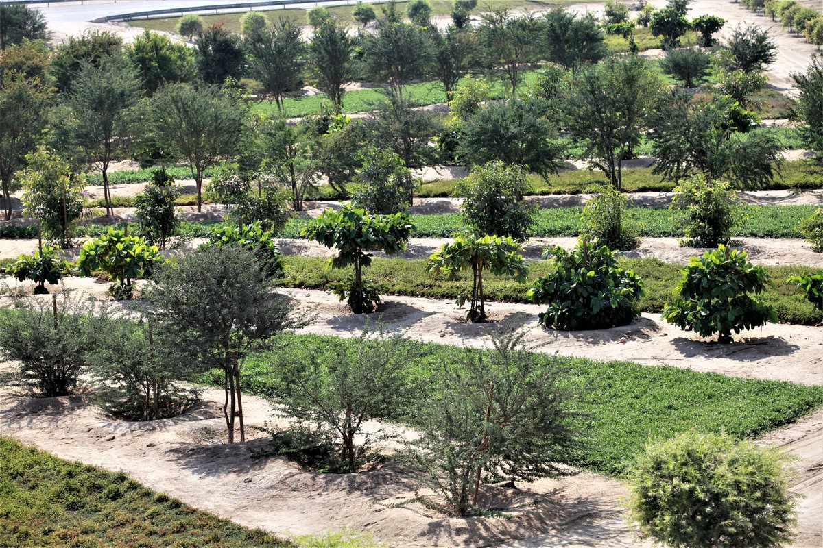 Greenisamissio1's tweet photo. Water scarcity, exacerbated by the climate crisis and global warming, needs and demands new solutions. Reforestation in arid and semi-arid areas is one of the solutions to regulate groundwater levels, reduce temperatures and counteract the climate crisis.💚🌱🍀🌲🌳💚 https://t.co/RImnZnltAw