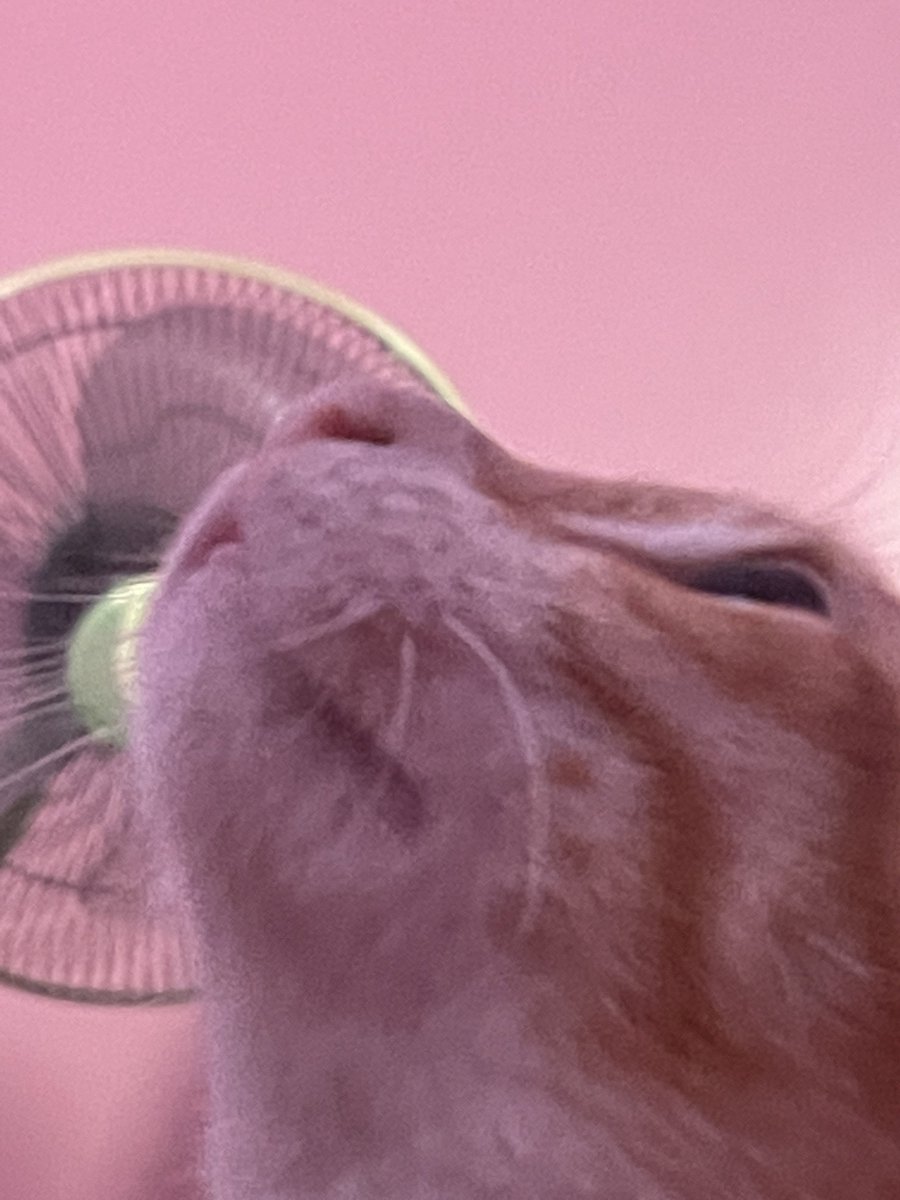 GodX99s's tweet photo. ขอจับหน่อยได้แมะ ขอจับหน่อยฉิ🥺 https://t.co/kvSw0hSoNN