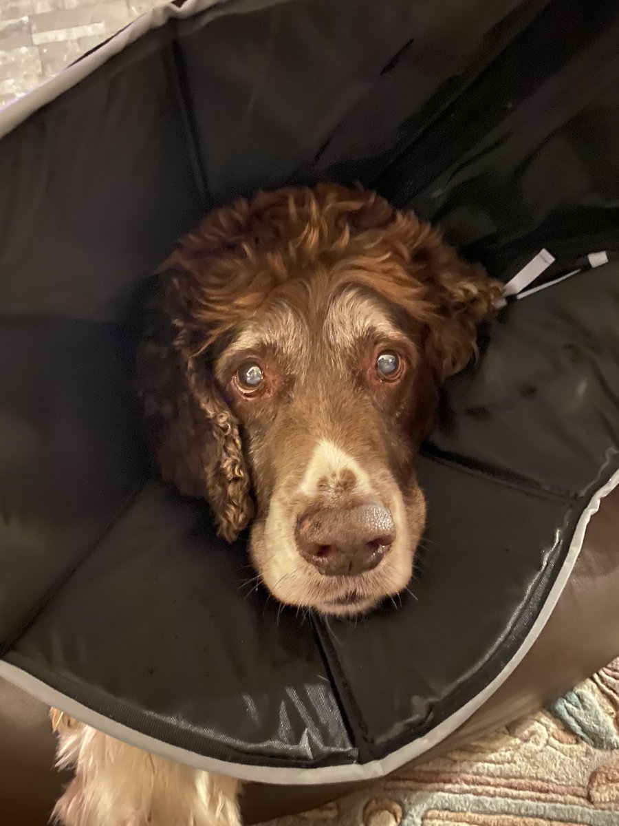 SpanielsSuper's tweet photo. @h_hunterhaynes @LolaWigglebutt Yes! My best pleading eyes! My best “ Mum, don’t do this to me” eyes! BUT! You know what? She did! 😡🥺😢#SadEyes #HowCouldYouMum #HowCouldYou #PoorSnoopy #PoorLola https://t.co/ugmxVCGJgZ