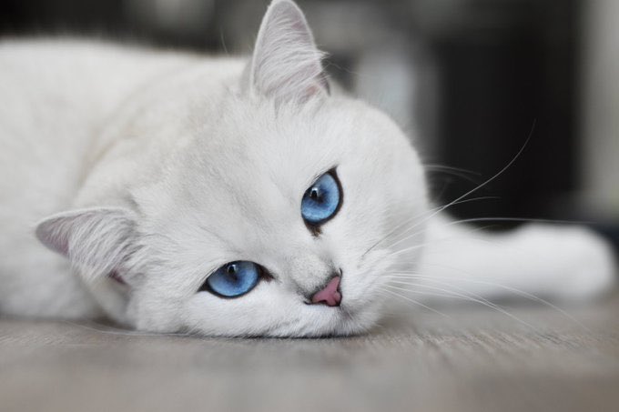 KIKIMORA🐱(Alumna) tweet media