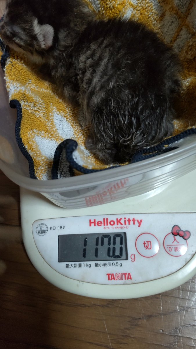 silvertabby14's tweet photo. #みんなのキトン時代見せて   うちの子になった時は１１７gでした。ミルクも上手に飲めなくて心配だった頃。今は私の事を食器棚の上からえらそーに見てる(笑)元気でなにより❤️ https://t.co/vCDEIm4n4T