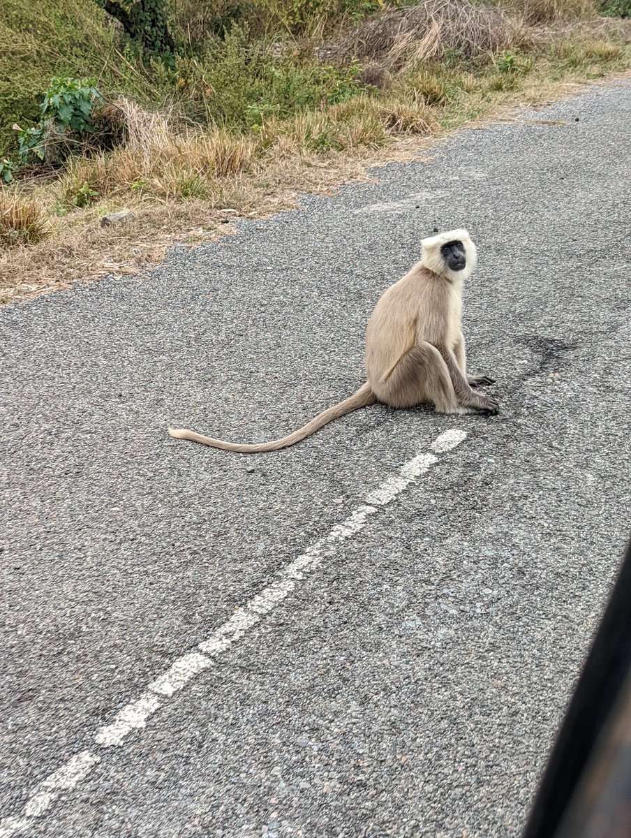 babatangs's tweet photo. Tang? Nope. Just a baboon.

#Solana #Safari #NFTs #JUNGLEFREAKS https://t.co/MNRWNmWZZZ
