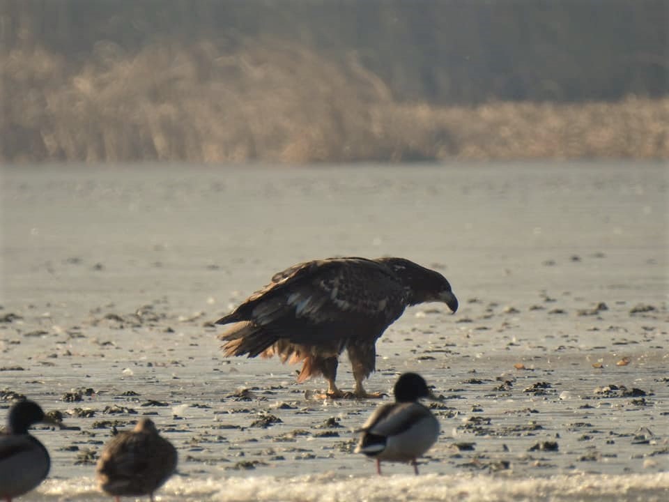 RNP_Romsilva's tweet photo. Are balta...păsări😊
Parcul Natural Balta Mică a Brăilei
#Pasari #birdwatching #species #Romania #NaturePhotography https://t.co/cyoyAb6dkl