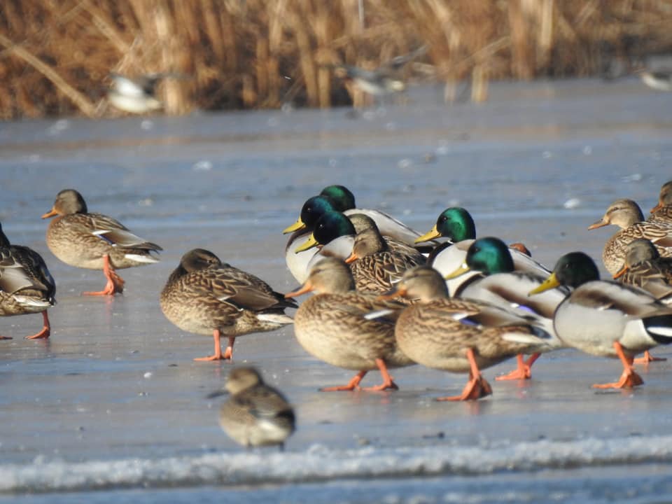 RNP_Romsilva's tweet photo. Are balta...păsări😊
Parcul Natural Balta Mică a Brăilei
#Pasari #birdwatching #species #Romania #NaturePhotography https://t.co/cyoyAb6dkl