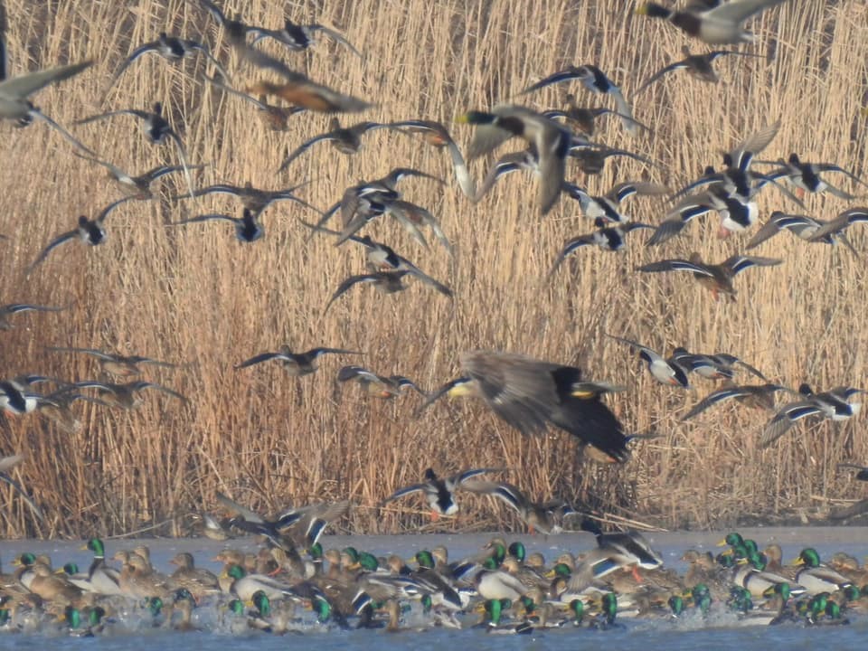 RNP_Romsilva's tweet photo. Are balta...păsări😊
Parcul Natural Balta Mică a Brăilei
#Pasari #birdwatching #species #Romania #NaturePhotography https://t.co/cyoyAb6dkl