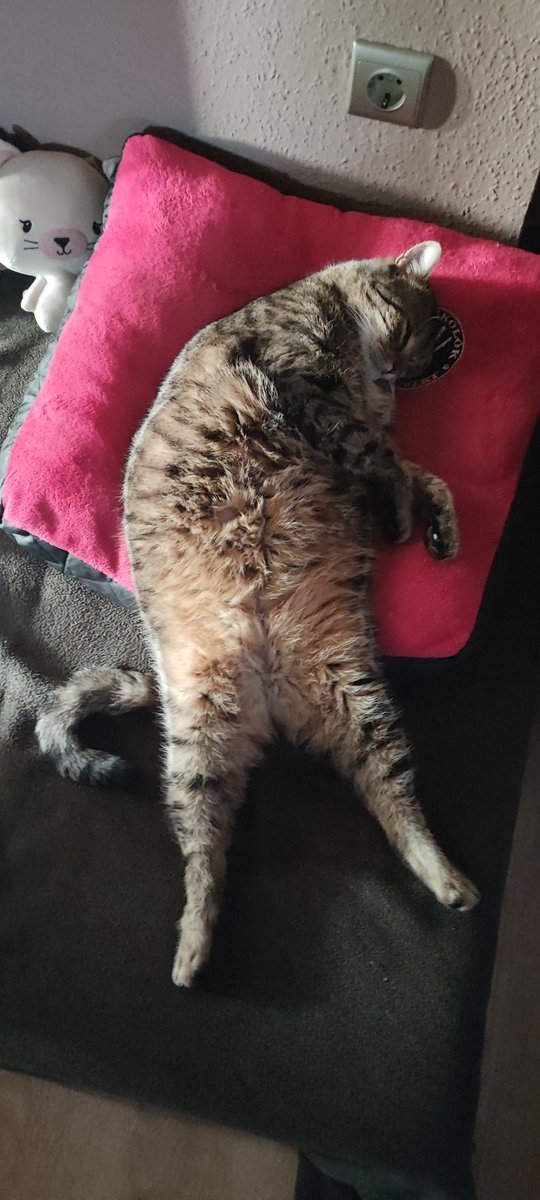 An other good morning dear John Rambo 😍 I will serve your breakfast after you wake up ❤️